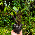 Neoregelia dachringiana - terrarium, parapet