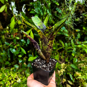 Neoregelia dachringiana - terrarium, parapet