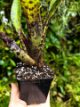 Neoregelia dachringiana - terrarium, parapet