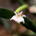 NOWOŚĆ RZADKOŚĆ STORCZYK Scaphyglottis prolifera