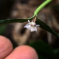 NOWOŚĆ RZADKOŚĆ STORCZYK Scaphyglottis prolifera