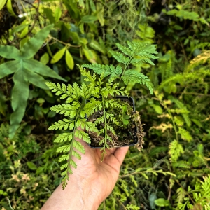 PAPROĆ Davallia mariesii- wiwarium