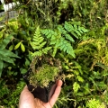 PAPROĆ Davallia mariesii- wiwarium