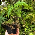PAPROĆ Davallia mariesii- wiwarium