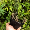 PAPROĆ Davallia mariesii- wiwarium