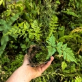 PAPROĆ Davallia mariesii- wiwarium
