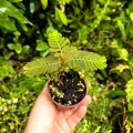 RZADKOŚĆ Phyllanthus urinaria - wiwarium,paludarium,terrarium