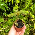 RZADKOŚĆ Phyllanthus urinaria - wiwarium,paludarium,terrarium