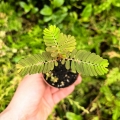 RZADKOŚĆ Phyllanthus urinaria - wiwarium,paludarium,terrarium