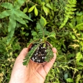 RZADKOŚĆ Phyllanthus urinaria - wiwarium,paludarium,terrarium
