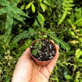 RZADKOŚĆ Phyllanthus urinaria - wiwarium,paludarium,terrarium