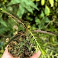 RZADKOŚĆ Phyllanthus urinaria - wiwarium,paludarium,terrarium