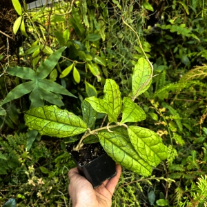 RZADKOŚĆ Hoya sp. Gunung Gading (Borneo)- terrarium, paludarium,parapet
