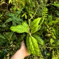 RZADKOŚĆ Hoya sp. Gunung Gading (Borneo)- terrarium, paludarium,parapet