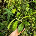 RZADKOŚĆ Hoya sp. Gunung Gading (Borneo)- terrarium, paludarium,parapet