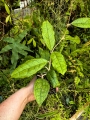 RZADKOŚĆ Hoya sp. Gunung Gading (Borneo)- terrarium, paludarium,parapet