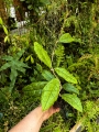 RZADKOŚĆ Hoya sp. Gunung Gading (Borneo)- terrarium, paludarium,parapet