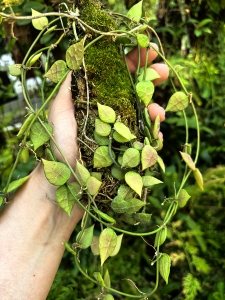 RZADKOŚĆ Dischidia hirsuta na podkładce - terrarium, paludarium