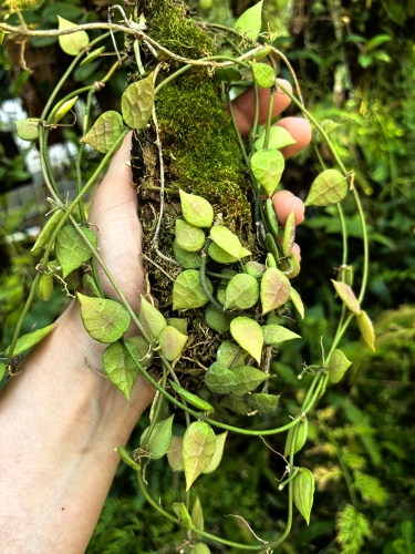 RZADKOŚĆ Dischidia hirsuta na podkładce - terrarium, paludarium