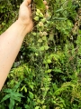 RZADKOŚĆ Dischidia hirsuta na podkładce - terrarium, paludarium