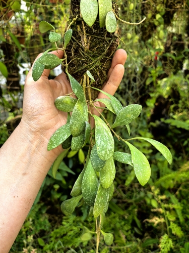 Hoya sigillatis 'Round Leaves' (Borneo) na podkłace - terrarium, paludarium