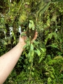 Hoya sigillatis 'Round Leaves' (Borneo) na podkłace - terrarium, paludarium