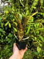 Neoregelia  'Battle Cat' + odrosty- terrarium, wiwarium