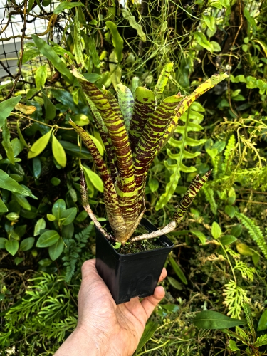 Neoregelia  'Battle Cat' + odrosty- terrarium, wiwarium