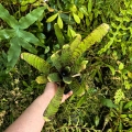 Neoregelia  'Battle Cat' + odrosty- terrarium, wiwarium