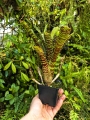 Neoregelia  'Battle Cat' + odrosty- terrarium, wiwarium