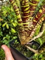 Neoregelia  'Battle Cat' + odrosty- terrarium, wiwarium