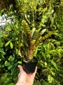 Neoregelia  'Battle Cat' + odrosty- terrarium, wiwarium