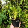 Neoregelia 'Chicken Scratch' (no variegata)+odrosty- wiwarium