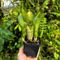Neoregelia 'Chicken Scratch' (no variegata)+odrosty- wiwarium