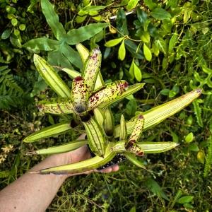 Neoregelia 'Chrissy'+odrosty - wiwarium, terrarium