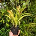 Neoregelia 'Chrissy'+odrosty - wiwarium, terrarium