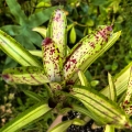 Neoregelia 'Chrissy'+odrosty - wiwarium, terrarium