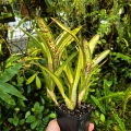 Neoregelia 'Chrissy'+odrosty - wiwarium, terrarium