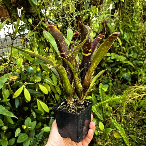 OKAZ KOLEKCJONERSKI Neoregelia lilliputeana x chlorosticta podwójna - wiwarium, terrarium