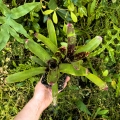 OKAZ KOLEKCJONERSKI Neoregelia lilliputeana x chlorosticta podwójna - wiwarium, terrarium