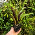 OKAZ KOLEKCJONERSKI Neoregelia lilliputeana x chlorosticta podwójna - wiwarium, terrarium