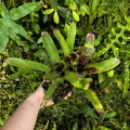 OKAZ KOLEKCJONERSKI Neoregelia lilliputeana x chlorosticta podwójna - wiwarium, terrarium