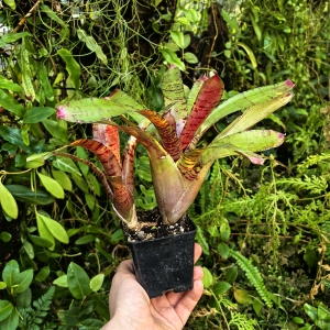 Neoregelia 'Zeus' + odrost - wiwarium, terrarium
