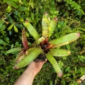 Neoregelia 'Zeus' + odrost - wiwarium, terrarium
