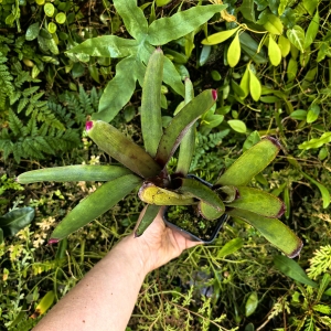 Neoregelia 'Gepetto' podwójna - wiwarium, paludarium,parapet