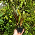 Neoregelia 'Gepetto' podwójna - wiwarium, paludarium,parapet