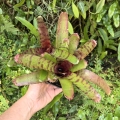 Neoregelia rubrifolia 'Tiger' + odrost - wiwarium, terrarium