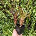 Neoregelia rubrifolia 'Tiger' + odrost - wiwarium, terrarium