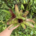 Neoregelia rubrifolia 'Tiger' + odrost - wiwarium, terrarium