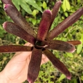 Neoregelia (pauciflora x Granada) x punctatissima rubra - wiwarium